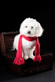 Maltese dog with red scarf in a small treasure chest
