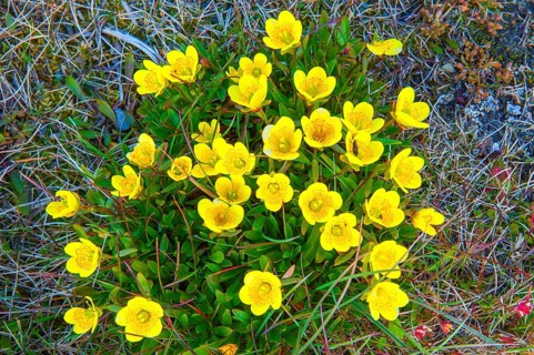 Bog saxifrage (Saxifraga hirculus)