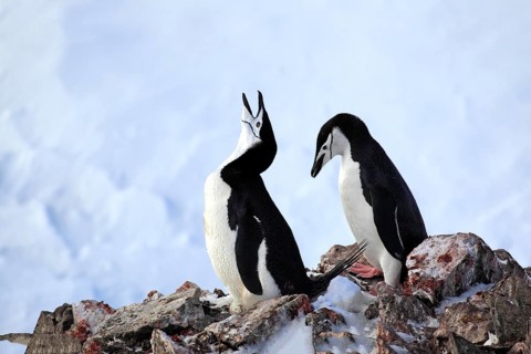 Chinstrap penguins (Pygoscelis antarctica)