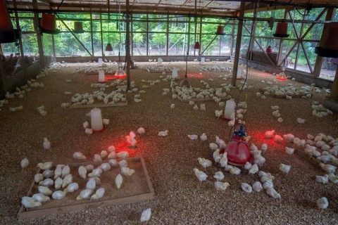 Chicks on a poultry farm