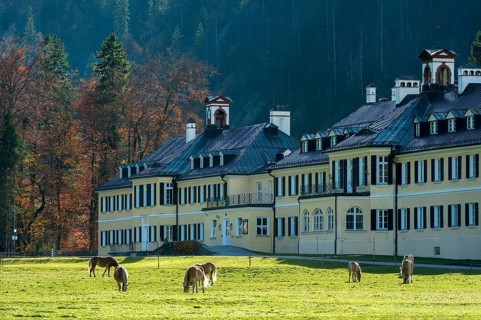 Horses on pasture