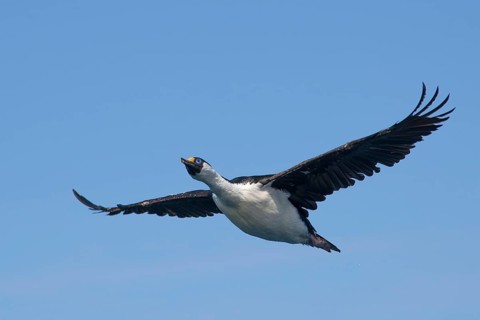 Blue-eyed Shag or Imperial Shag (Phalacrocorax atriceps)