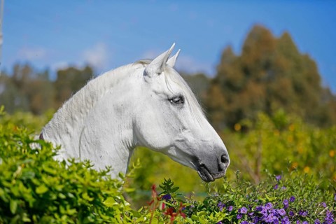 Andalusian horse