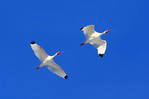 American White Ibis (Eudocimus albus)