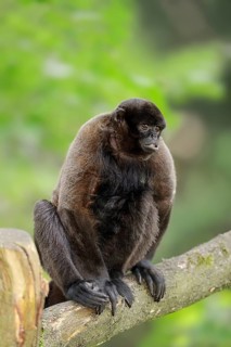 Humboldt's Woolly Monkey or Brown Woolly Monkey (Lagothrix lagotricha)