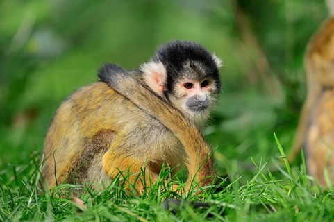 Bolivian Squirrel Monkey (Saimiri boliviensis)