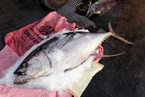 Yellowfin tuna on ice