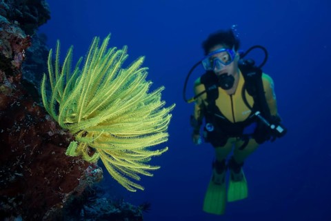 Scuba diver looking at a yellow Feather Star (Crinoidea)