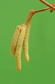 Common Hazel (Corylus avellana)