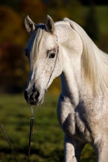 Grey Arab Horse