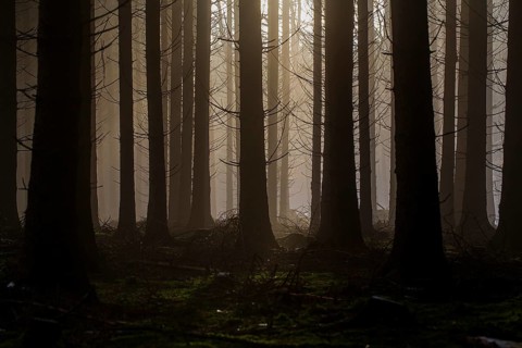 Forest in the evening