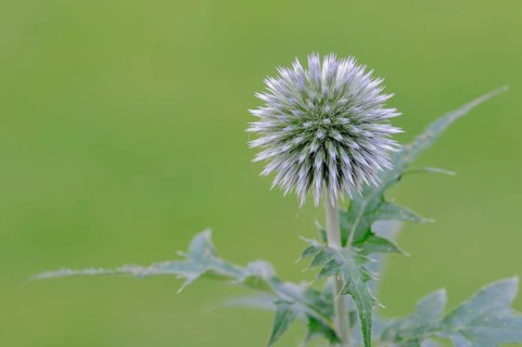 Small globe thistle (Echinops ritro)