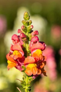 Garden Snapdragon or Common Snapdragon (Antirrhinum majus)