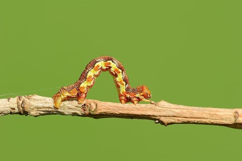 Caterpillar