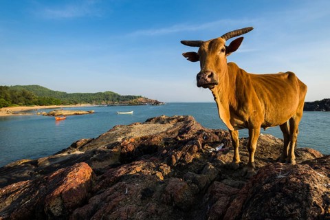 A holy cow is standing on a rock at Om Beach