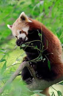 Red Panda (Ailurus fulgens)