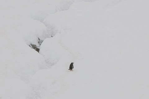 Gentoo Penguin (Pygoscelis papua) in the snow