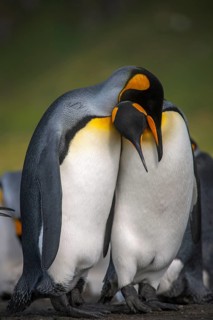A pair of King Penguins (Aptenodytes patagonicus)