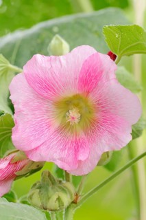 Hollyhock (Alcea rosea