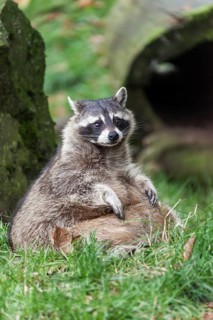 Raccoon (Procyon lotor)