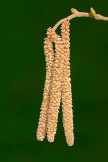 Common Hazel (Corylus avellana)