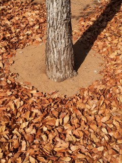 Fallen Mopane leaves (Colophospermum mopane)