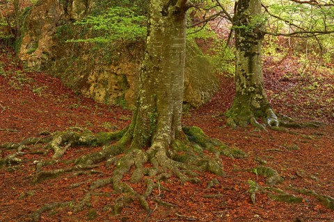 Beech trees