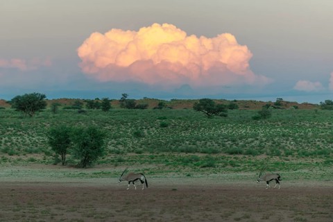 Illuminated cloud over the Auob Valley with Gemsboks (Oryx gazella)