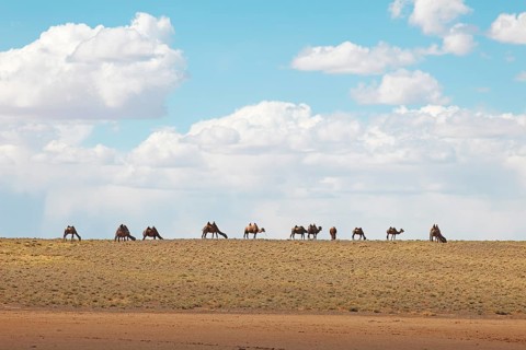 Bactrian Camels (Camelus ferus)