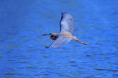 Tricoloured Heron (Egretta tricolor)