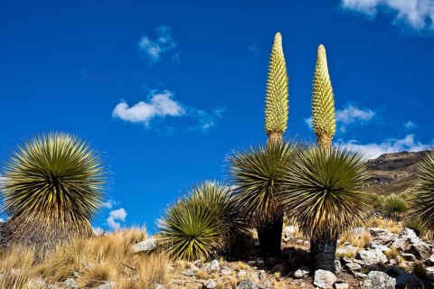 Queen of the Andes or Giant Bromeliads (Puya raimondii)