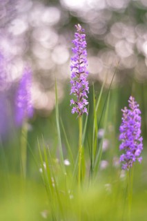 Fragrant orchid (Gymnadenia conopsea) in a marsh area