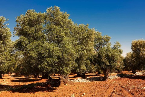 Ancient Cerignola olive trees of Ostuni