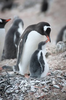 Gentoo Penguin (Pygoscelis papua) and chick at the nest
