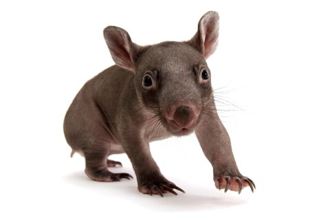 Common Wombat (Vombatus ursinus)