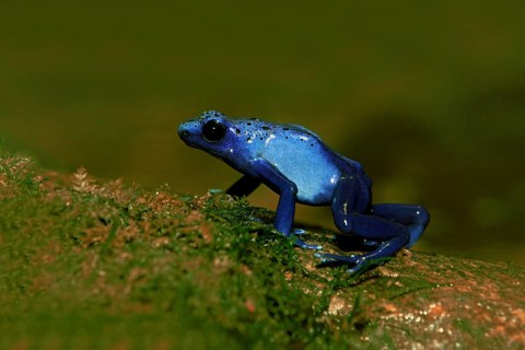 Blue Poison Frog (Dendrobates tinctorius)