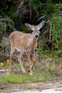 Key-white-tailed deer (Odocoileus virginianus clavium)