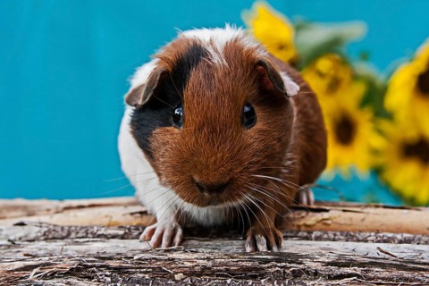 Smooth Guinea Pig