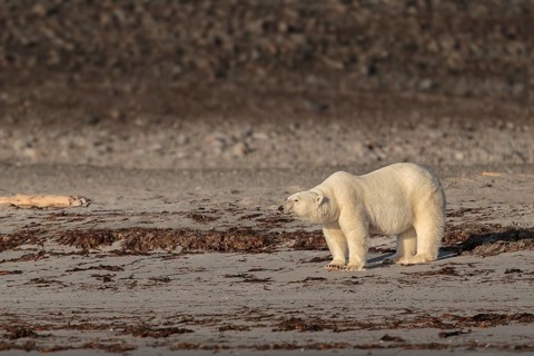 Polar Bear (Ursus maritimus)