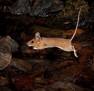 Yellow-necked Mouse (Apodemus flavicollis)