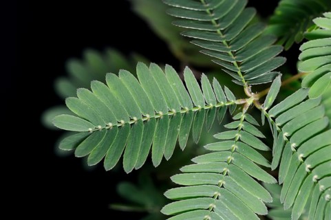 Mimosa