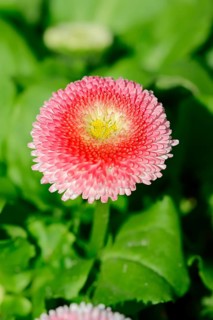 Lawn daisy (Bellis perennis)