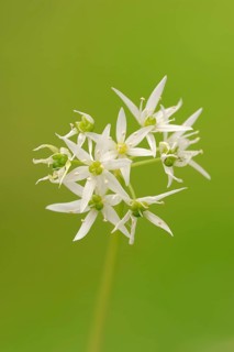 Ramsons (Allium ursinum)