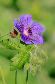 Caucasian Cranesbill