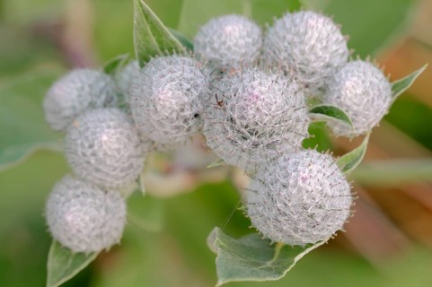 Downy Burdock (Arctium tomentosum)