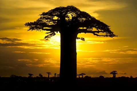 Grandidier's Baobab Tree (Adansonia grandidieri)