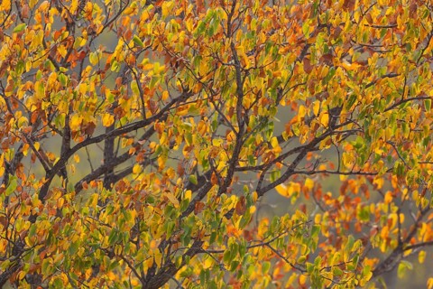 Mopane tree (Colophospermum mopane) in autumn colours