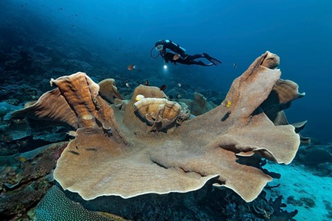 Pagoda Coral (Turbinaria mesenterina)