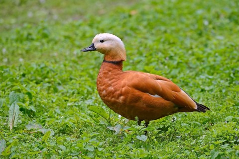 Ruddy Shelduck (Tadorna ferruginea)
