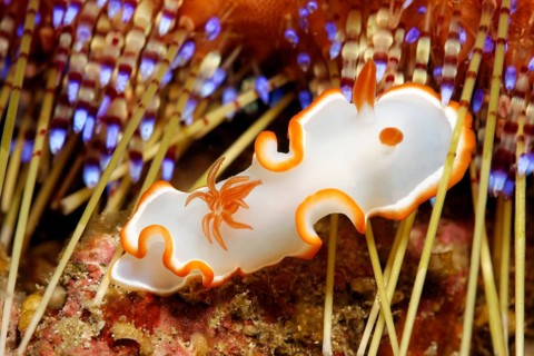 Glossodoris Nudibranch (Glossodoris Averni)
